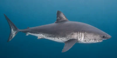 Tiburón salmón Lamna ditropis nadando en aguas azules