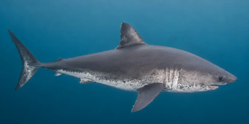 Tiburón salmón Lamna ditropis nadando en aguas azules