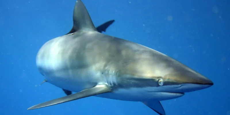 Tiburón sedoso Carcharhinus falciformis frente a Cuba