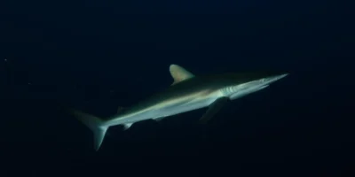 Tiburón sedoso Carcharhinus falciformis sobre fondo negro