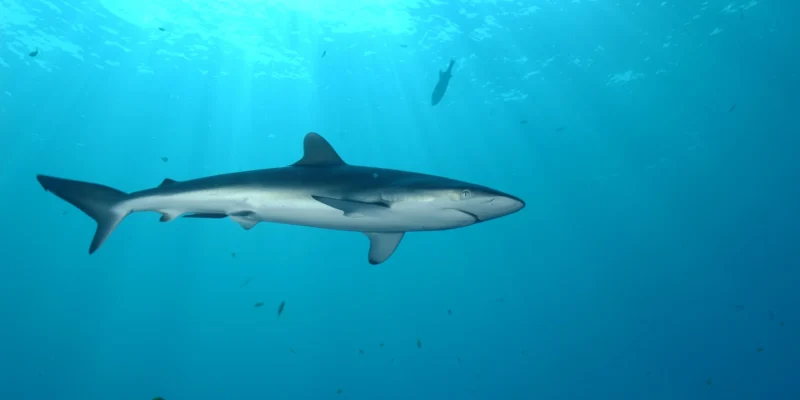 Tiburón sedoso bajo un dispositivo de concentración de peces a la deriva frente a las Seychelles