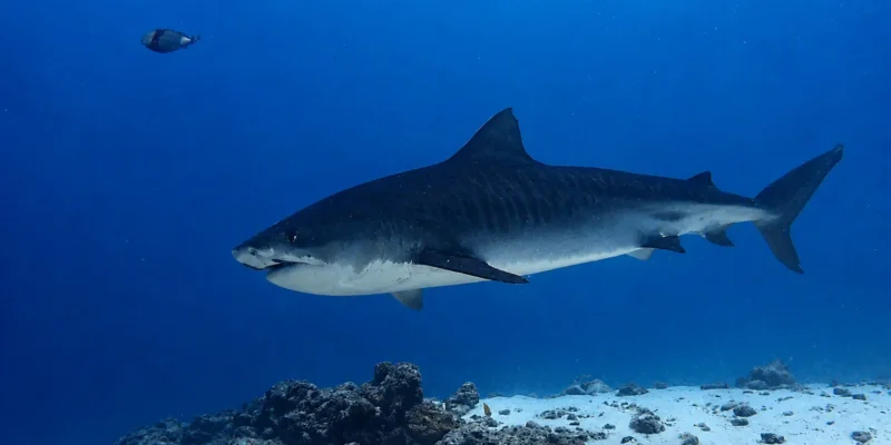 Tiburón tigre Galeocerdo cuvier nadando sobre arena