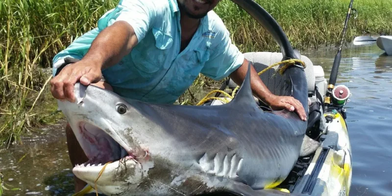 Tiburón tigre con pescador en kayak