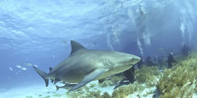 Tiburón toro (Carcharhinus leucas) sobre el fondo marino en las Bahamas