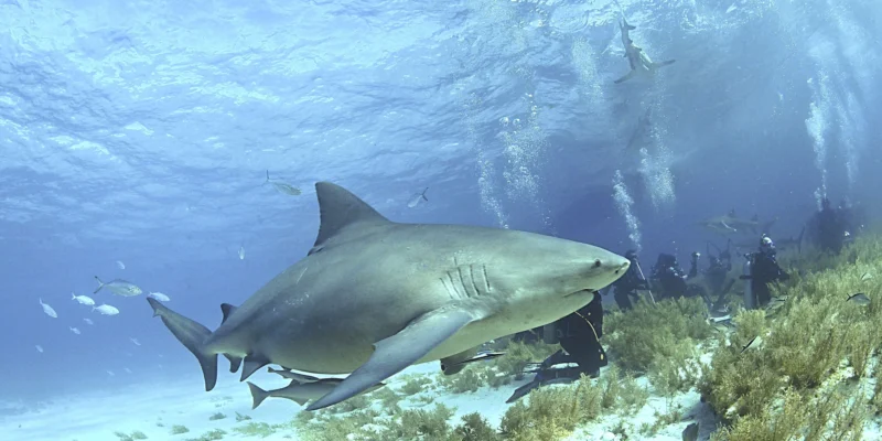 Tiburón toro (Carcharhinus leucas) sobre el fondo marino en las Bahamas