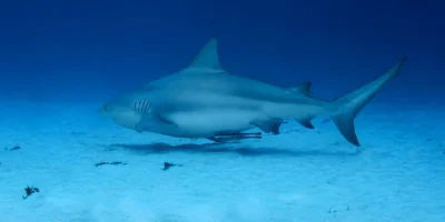 Tiburón toro Carcharhinus leucas nadando sobre la arena en Playa del Carmen