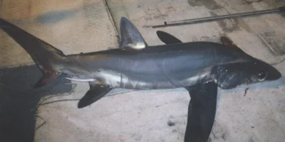 Tiburón zorro ojón (Alopias superciliosus) visto de cuerpo entero de lado