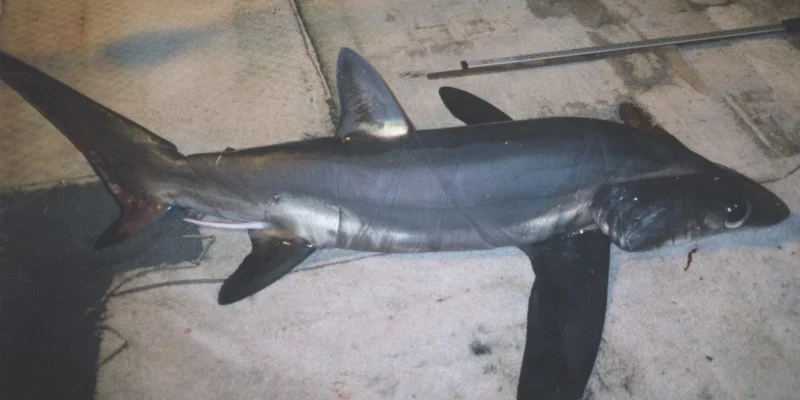 Tiburón zorro ojón (Alopias superciliosus) visto de cuerpo entero de lado