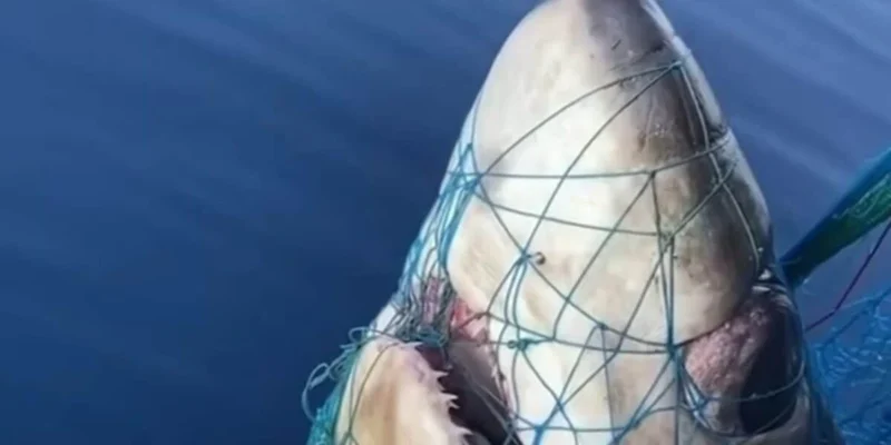 Cabeza de un tiburón zorro ojón (Alopias superciliosus) en una red de pesca