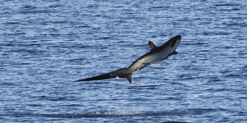 Tiburón zorro pelágico Alopias pelagicus saltando fuera del agua