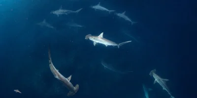 Tiburones martillo comunes nadando en círculo