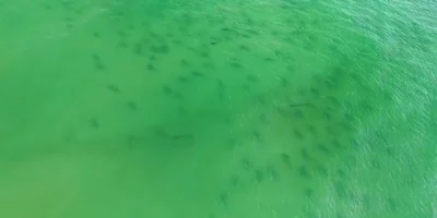 Vista aérea de una gran concentración de tiburones en aguas verdes frente a Masonboro Island