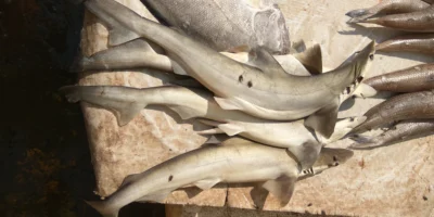 Tiburones desembarcados en el mercado de pescado de Kakinada, India