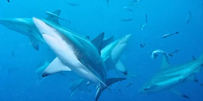 Varios tiburones de puntas negras nadando en aguas azules