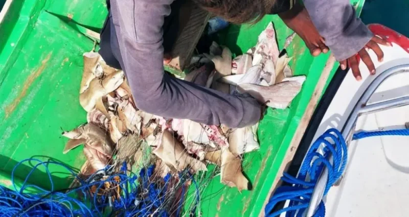 Tiburones troceados en un barco pesquero