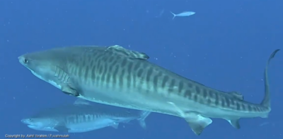 La tiburona tigre Fin con aletas ausentes frente a Fuvahmulah, Maldivas