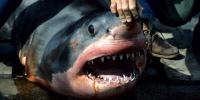 Tiburón blanco carcharodon carcharias muerto con la boca abierta