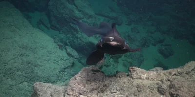 Pseudotriakis microdon nadando sobre un fondo abisal rocoso frente a Trinidad y Tobago