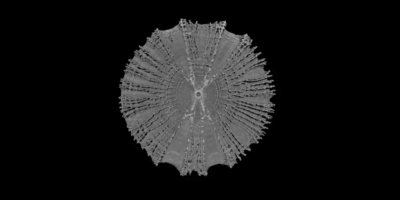 Micro-CT de una sola vértebra de tiburón zorro común