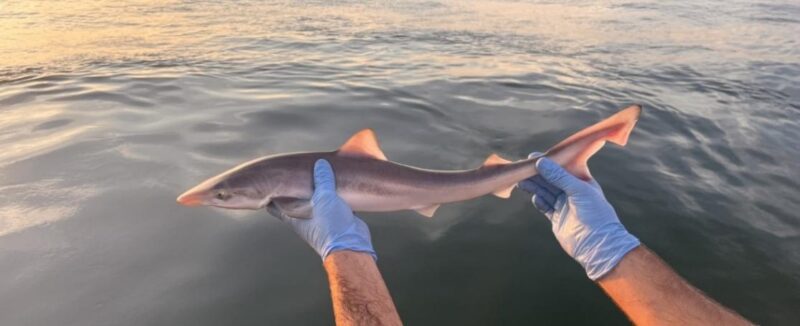 Un cazón joven sostenido sobre el agua con manos enguantadas de azul