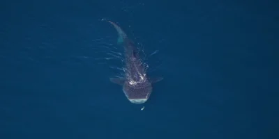 Vista aérea de un tiburón ballena en el Monumento Nacional Marino Northeast Canyons and Seamounts