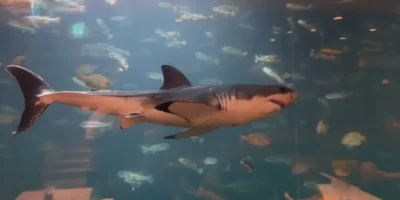 Tiburón blanco en un acuario en Corea del Sur