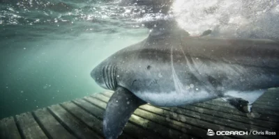 Tiburón blanco bajo el agua durante una expedición de OCEARCH frente a Nueva Escocia