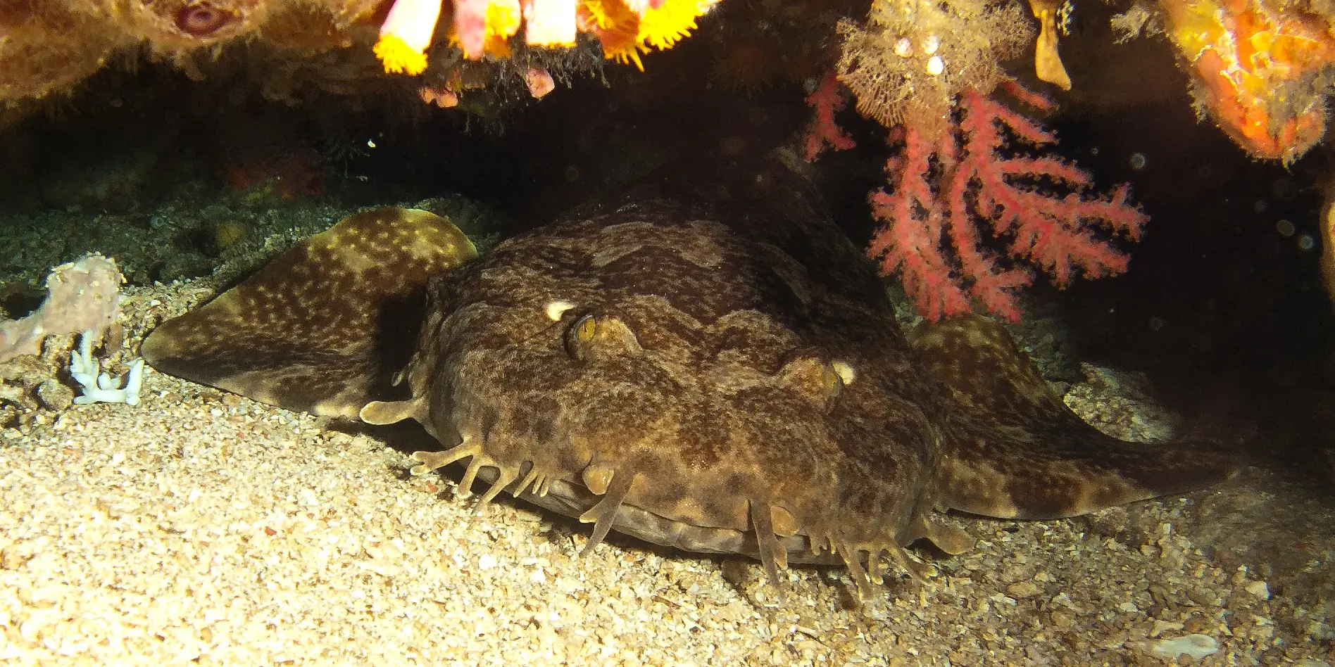 Wobbegong indonesio Orectolobus leptolineatus bajo un saliente rocoso