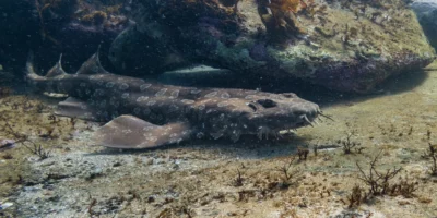 Wobbegong manchado Orectolobus maculatus