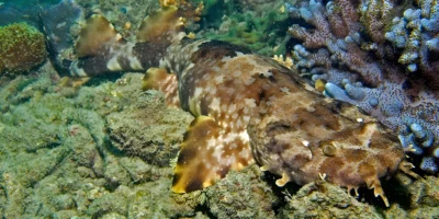 Wobbegong ornamentado Orectolobus ornatus descansando en la Gran Barrera de Coral