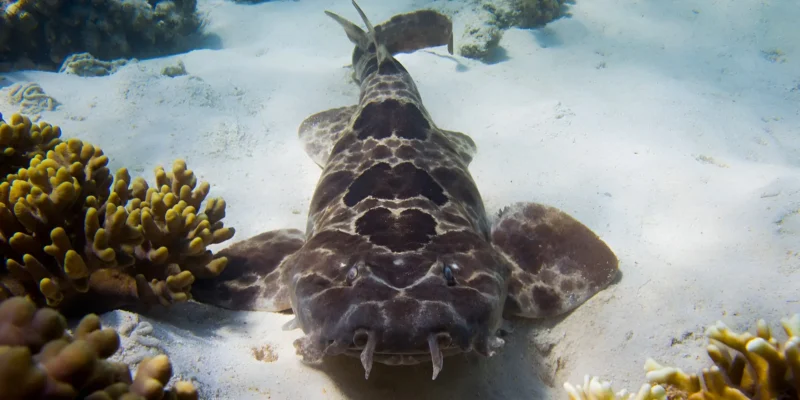Wobbegong septentrional Orectolobus wardi descansando sobre arena entre corales